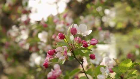 beautiful white and pink crab apple tree blooming in orchard during early spring in slow motion in vosges france