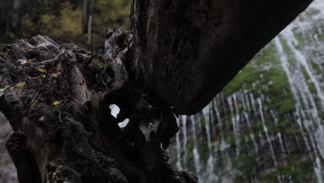 toma móvil de cascada en foco de rack de bosque profundo