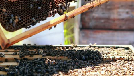 beekeeper removing a wooden frame from beehive