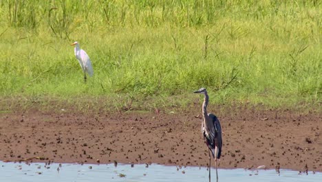 Common-Egret-And-Great-Blue-Heron-At-Blackwater-Wildlife-Refuge-In-Maryland,-USA