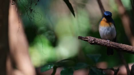 Chirping-and-looking-down-while-perched-on-a-short-branch,-Indochinese-Blue-Flycatcher-Cyornis-sumatrensis,-Male,-Thailand