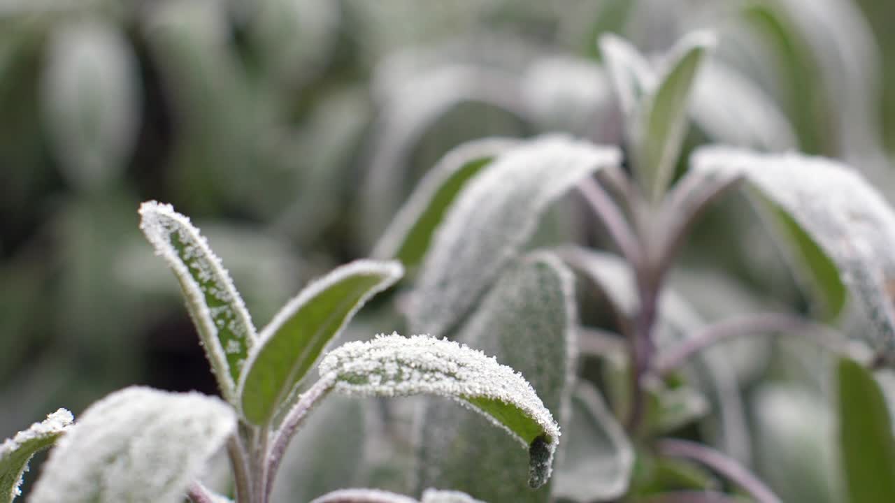 Salbeipflanzen, gefroren nach einer Nachtfrost, früh morgens gefilmt, bevor das Eis geschmolzen ist