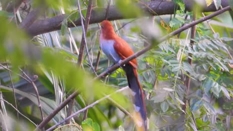 Closeup-Shot-of-Squirrel-Cuckoo-Wild-Colorful-Bird-Flying-Inside-Jungle-Forest-in-Tropical-Minca,-Colombia