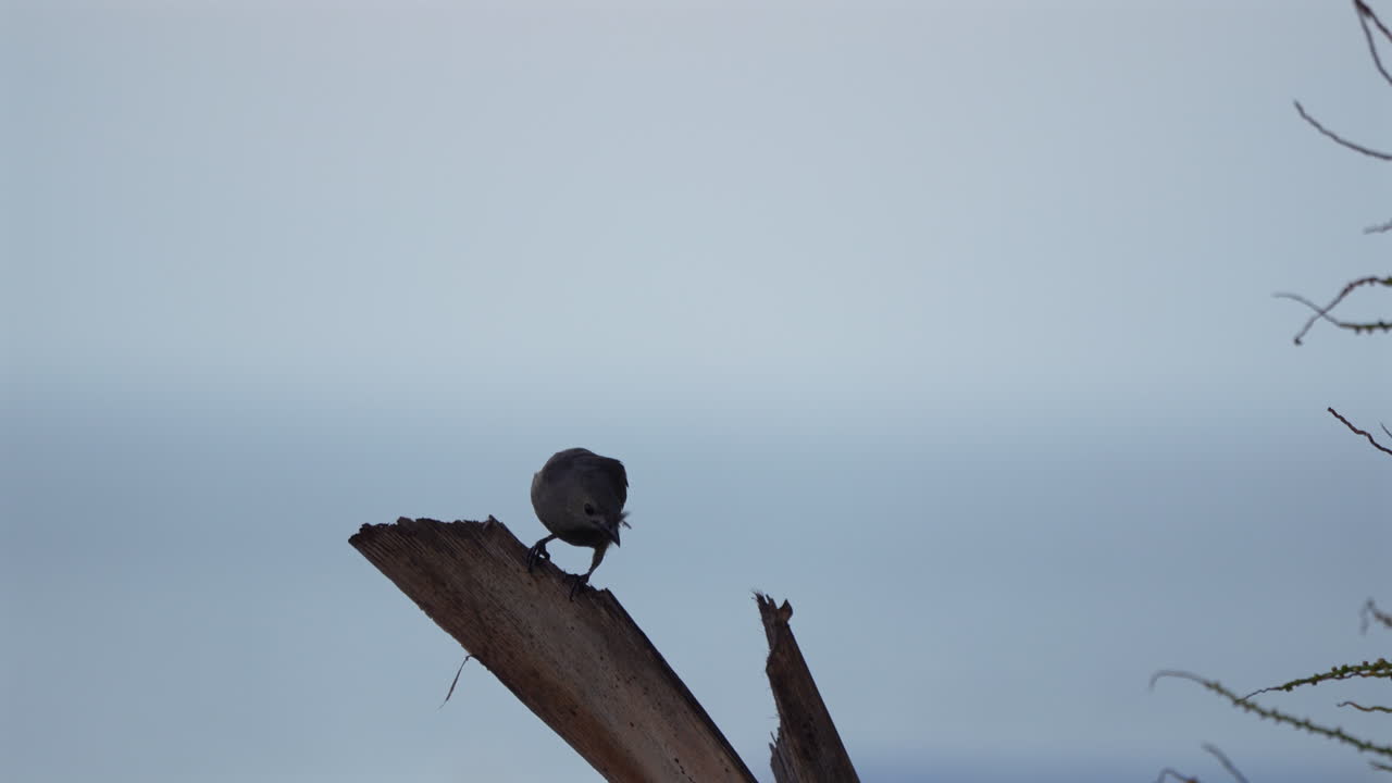 Vari uccelli tropicali, inclusi Tyrannus melancholicus e Turdus grayi, in natura