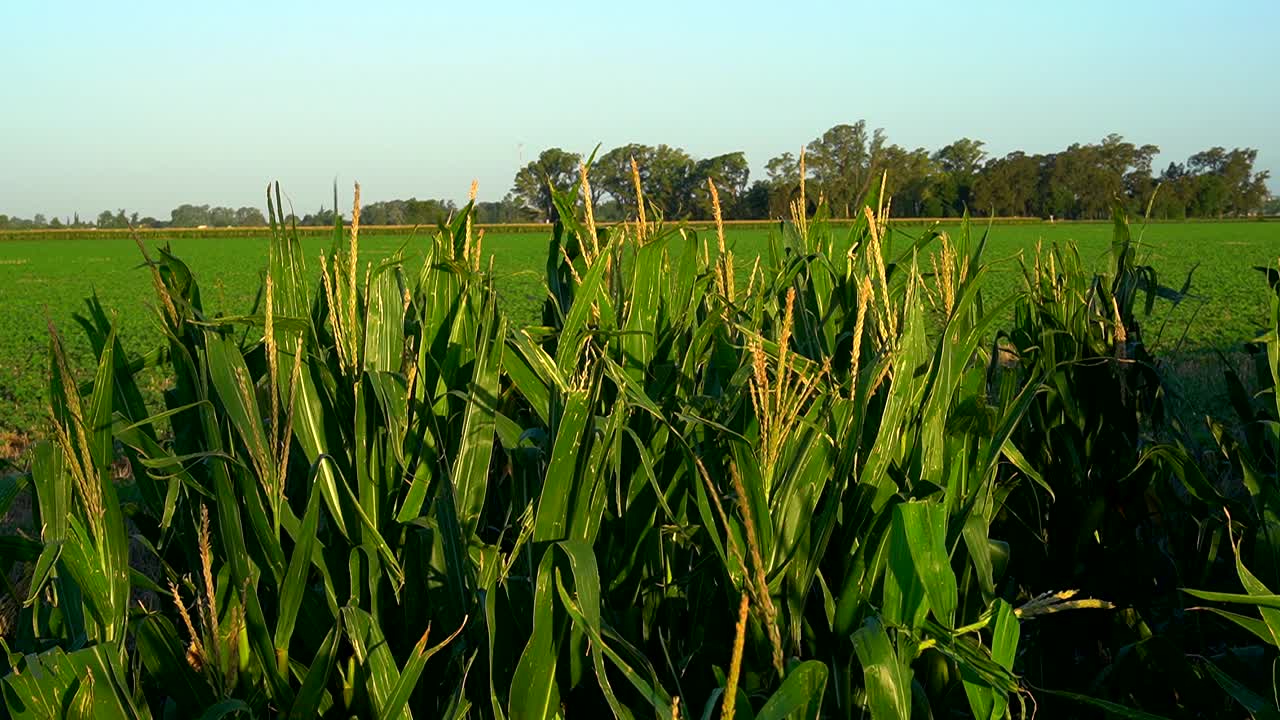 cultivos de maíz en primer plano con un campo de soja y una arboleda distante al fondo en una tarde de verano