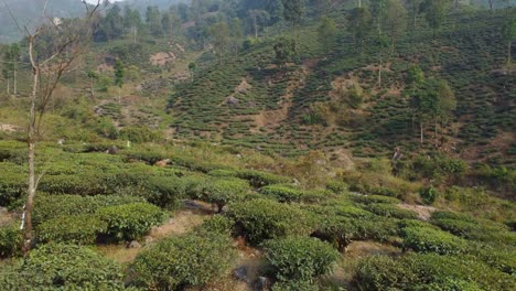 Jardines-De-Té-Se-Han-Plantado-En-Tierras-Montañosas