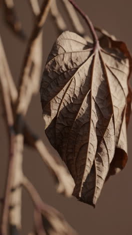 close-up of a withered brown leaf
