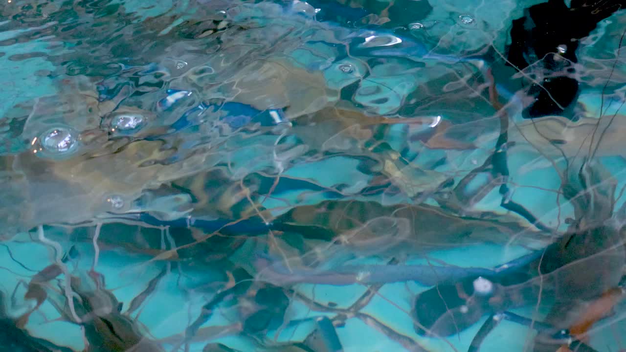 물 크에 있는 신선한 새우