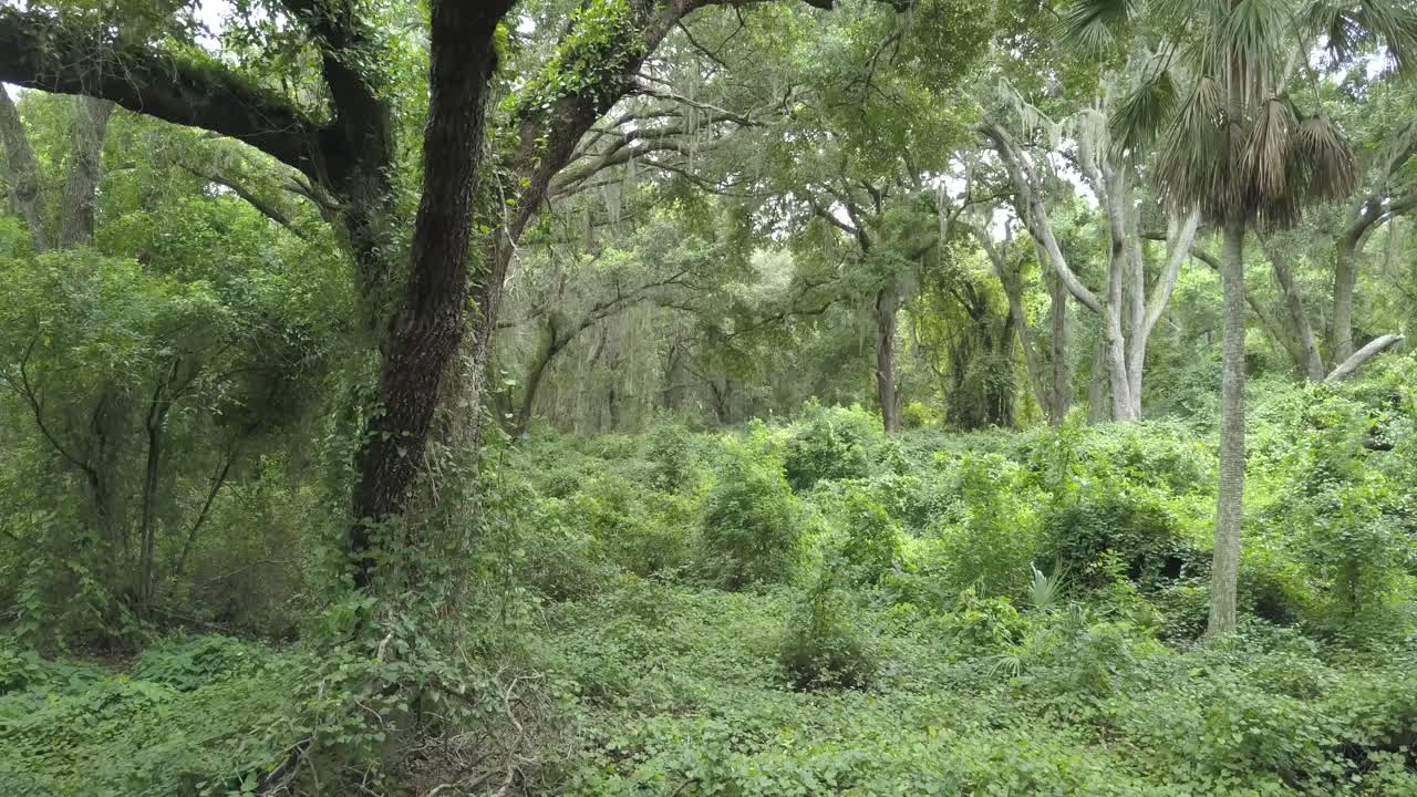Drone flight though a overground forest.