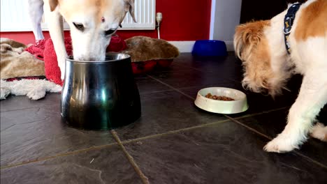 4k dos perros comiendo grandes y pequeños, labrador y terrier de las tierras altas del oeste jack russell