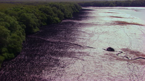 Kurviger-Flug-über-Die-Mangroven-Mit-Drohnenkamera,-Kleiner-Trockener-Meeresgürtel-Mit-Grünen-Bäumen,-Grelles-Sonnenlicht