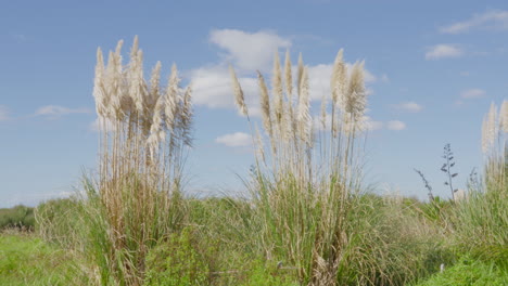 a group of pampas grass in a green field blowing on the wind on a blue sky winters day in new zealand
