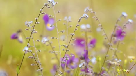 Myosotis-Aus-Nächster-Nähe.-Auf-Der-Nordhalbkugel-Werden-Sie-Umgangssprachlich-Auch-Als-Vergissmeinnicht-Oder-Skorpiongras-Bezeichnet.