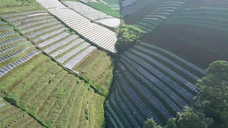 Luftüberführung-Plantagenfelder-Bergab-Und-Grenze-Zwischen-Sonnenlicht-Und-Schatten-In-Asien