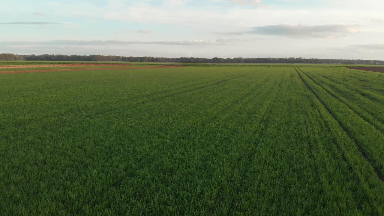 drone flies backwards over young crops green field on cloudy spring day, cloudy sky