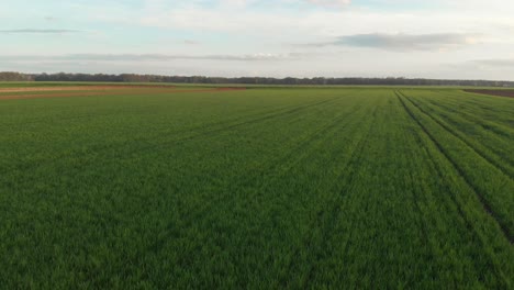 drone-flies-backwards-over-young-crops-green-field-on-cloudy-spring-day,-cloudy-sky