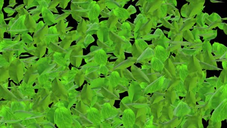 abstract fresh green baby spinach leaves falling in slow motion loop animation alpha channel.