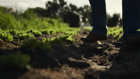 mature man working on farm