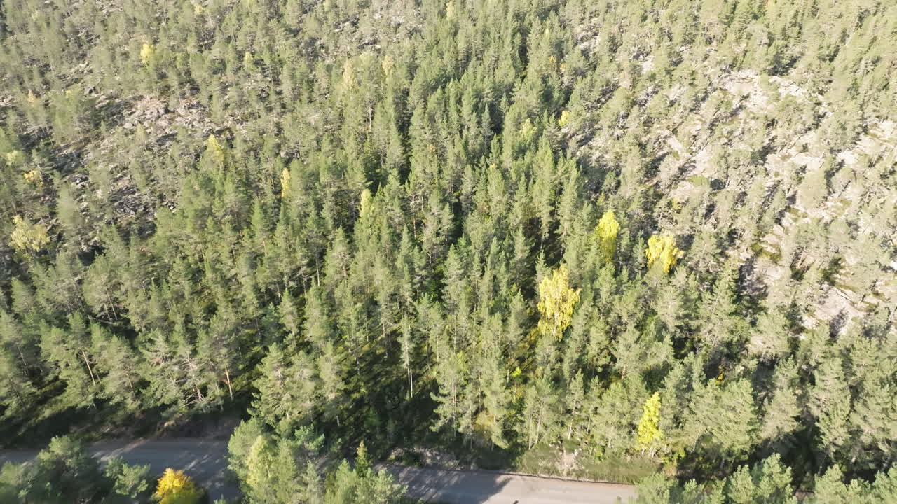 Sorvolo con drone di una foresta di latifoglie in una giornata di sole autunnale in Svezia