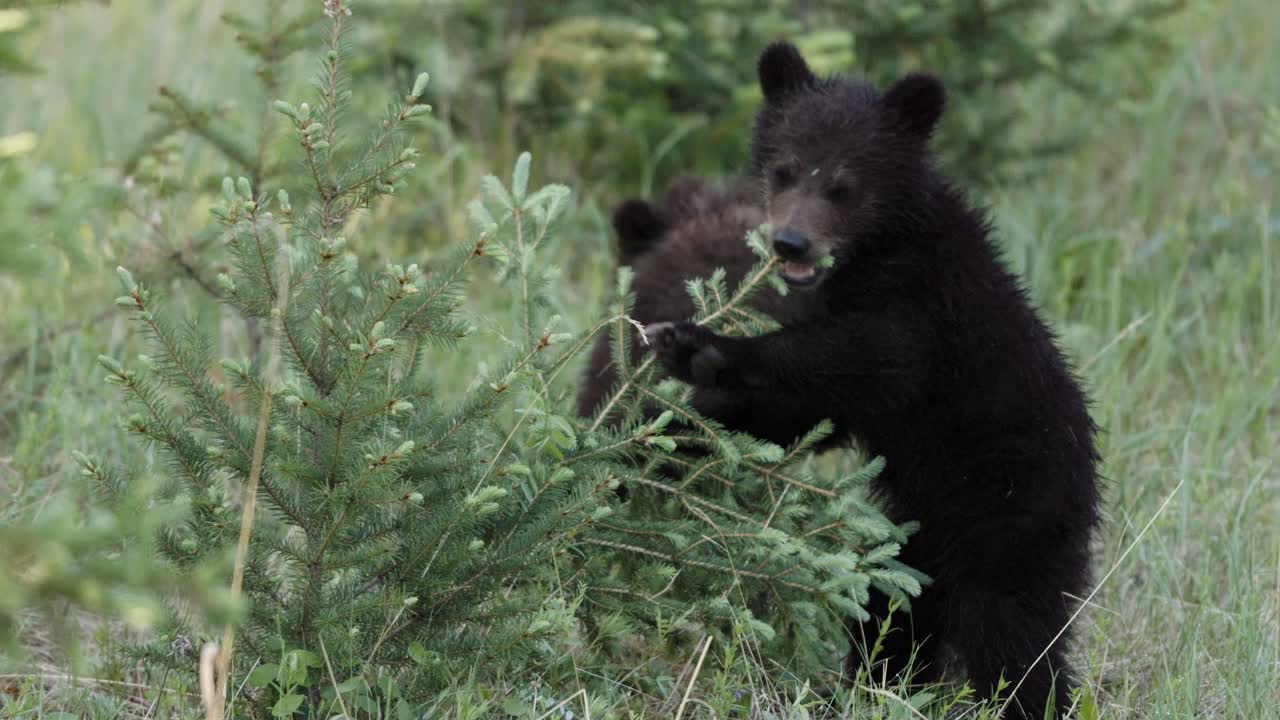 Two black grizzly bear cubs engage in playful antics among vibrant greenery, their youthful energy is palpable as they explore and play in the tranquil forest clearing during the quiet hours of dusk