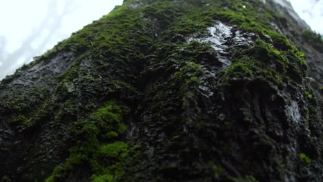 Water-Drops-Dripping-Off-Of-The-Forest-Tree---Macro-Shot