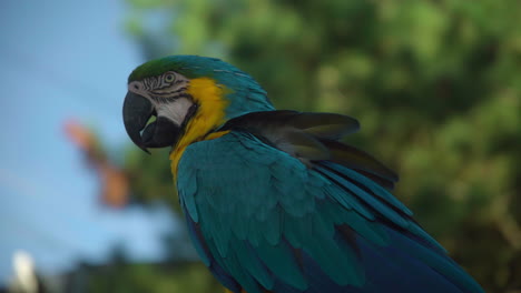 Vibrant-Yellow-And-Blue-Macaw-Parrot-Bird-walking