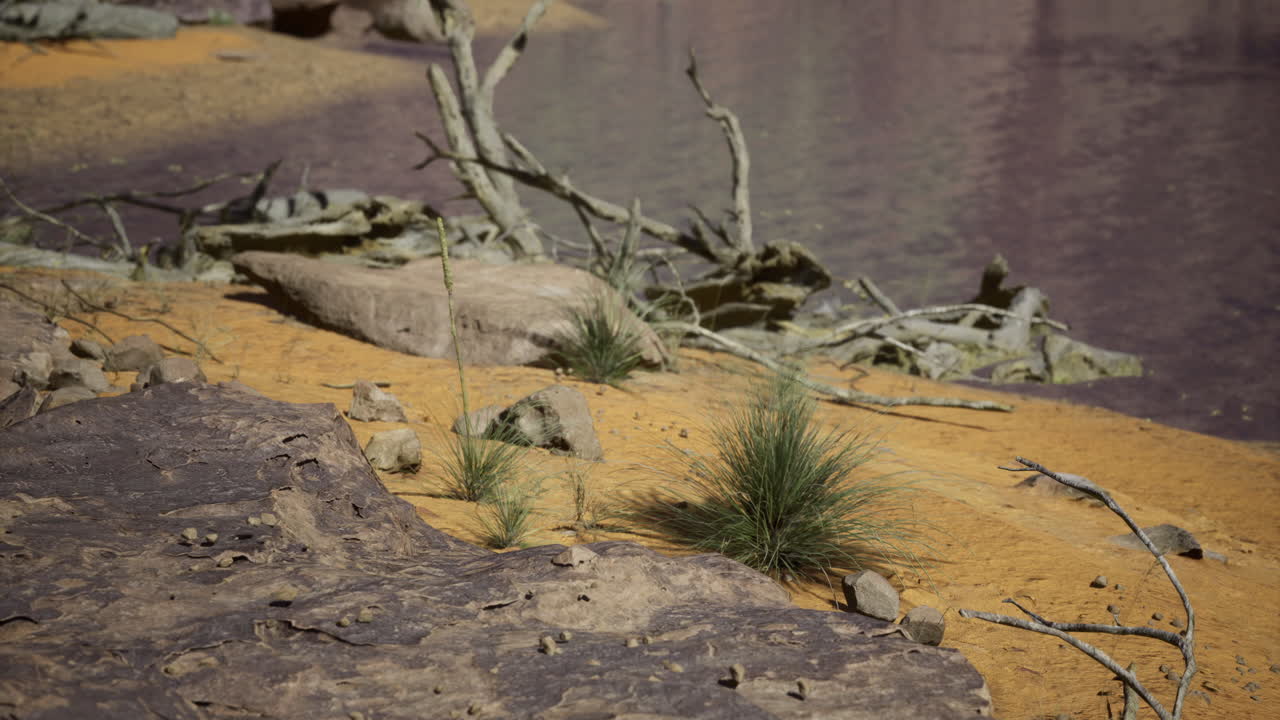 Vibrant riverbank landscape showcasing natures textures and colors
