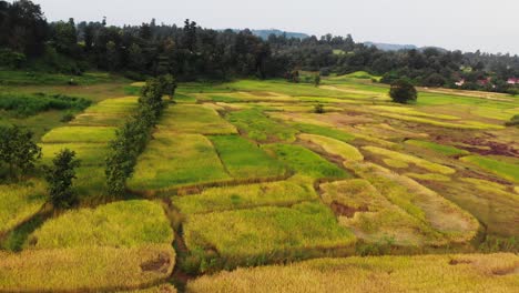 Schönes-Reisfeld-In-Maharashtra-Indien-Goldern-Farm