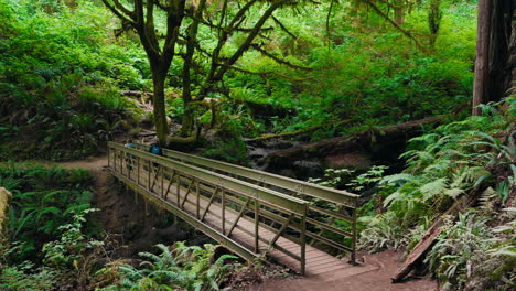 mother and children walk across peaceful bridge in a forest together