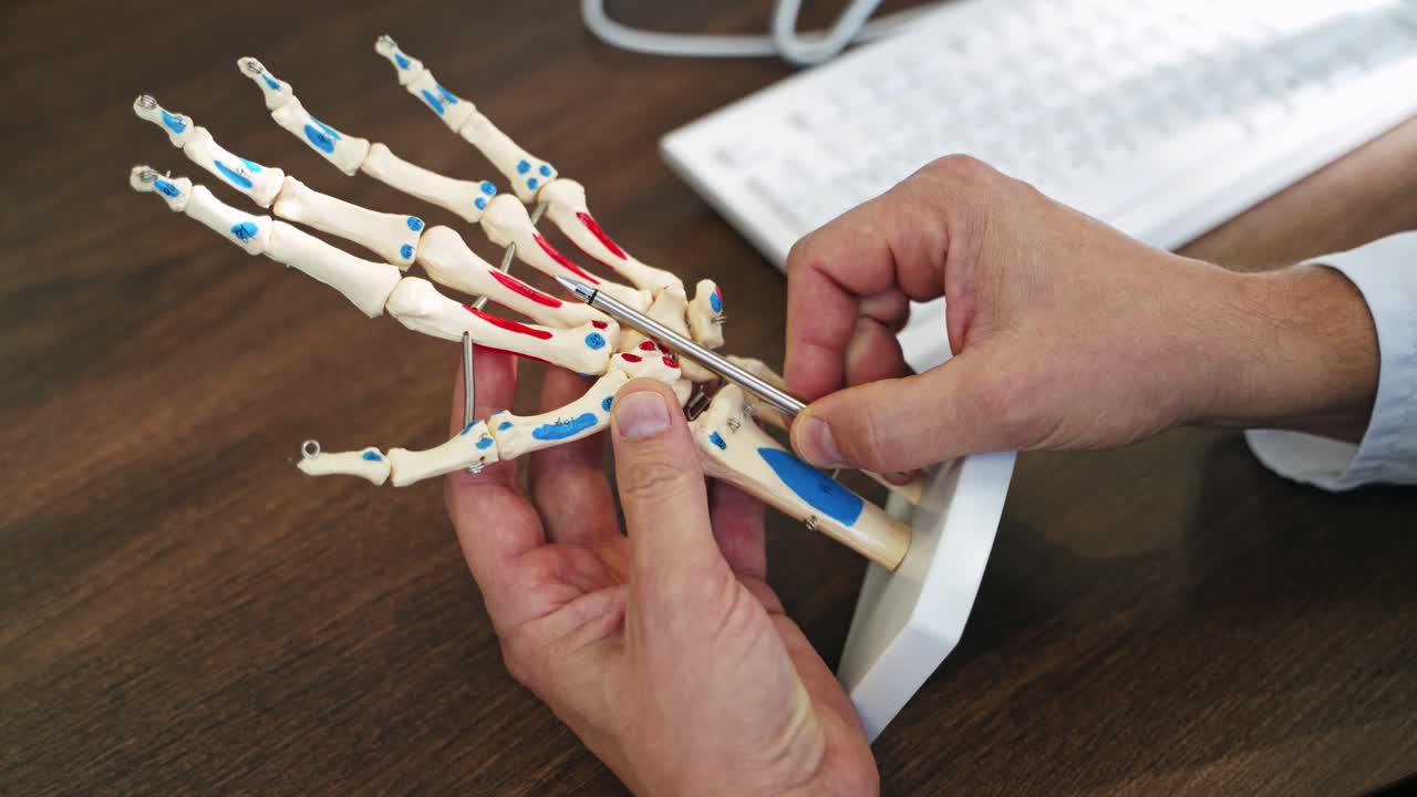 Skeleton model of a hand. Specialist showing the work of hand joints by a pen on artificial model. Close-up.