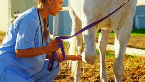 veterinarian doctor checking the horse 4k