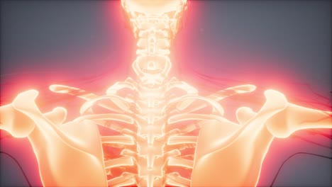 cuerpo humano transparente con huesos visibles
