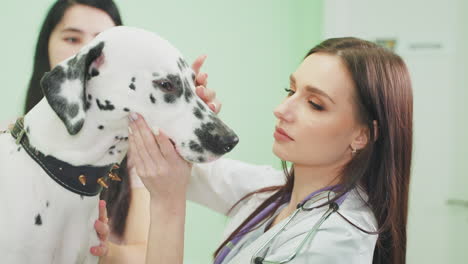 dalmatian dog examination at veterinary clinic