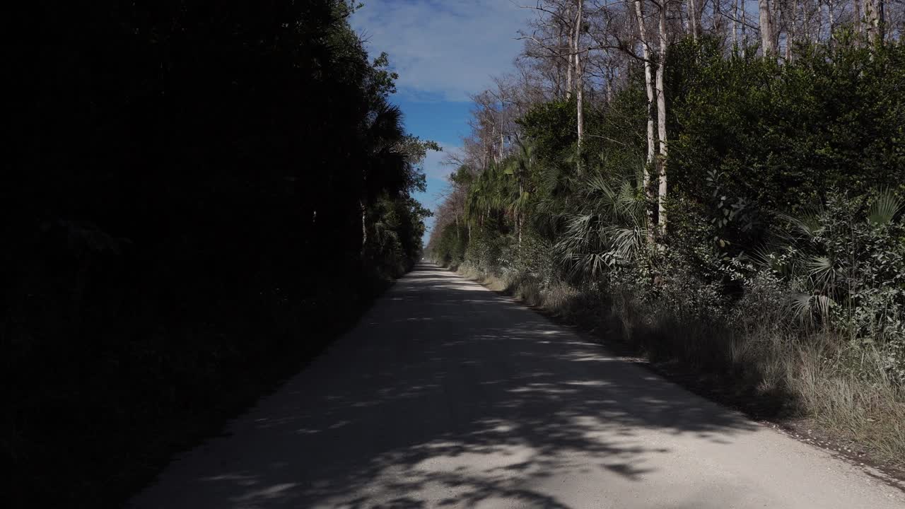 Una superba strada asfaltata con fitta vegetazione di diverse specie su ogni lato. Il cielo è bluastro con nuvole bianche