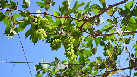 Close up shot of white wine grapes between the leafs in the vineyard crop ready to be harvested
