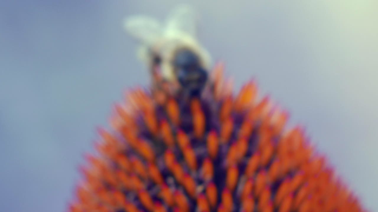 abeja melífera recolecta polen de una flor de cono púrpura y naranja