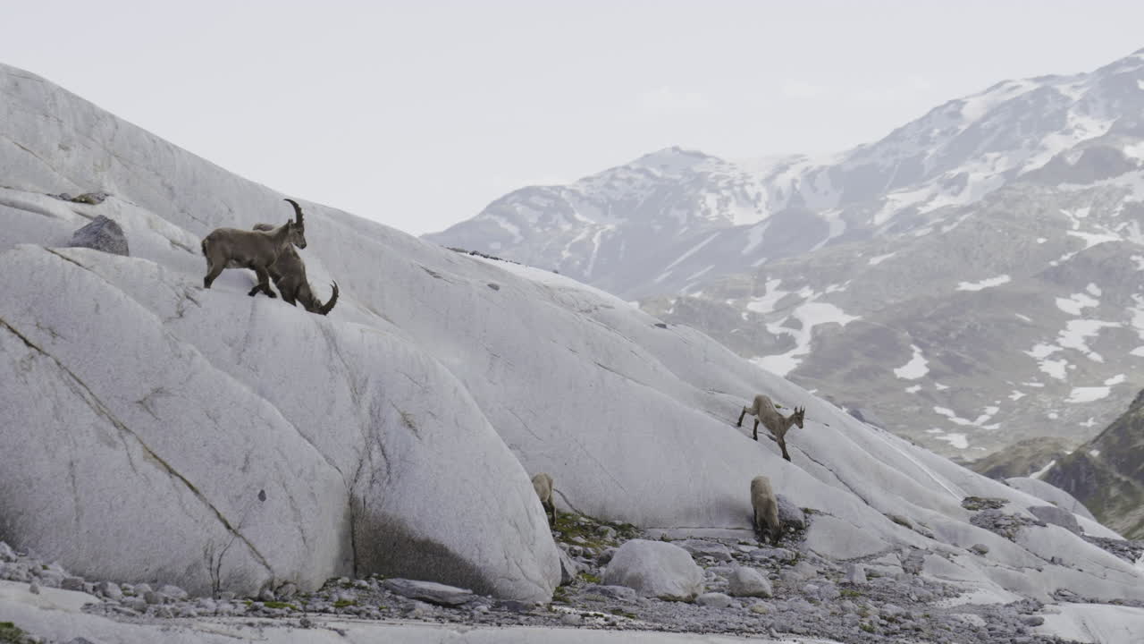 Mountain Goats on a Glacier