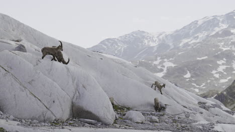 mountain goats on a glacier