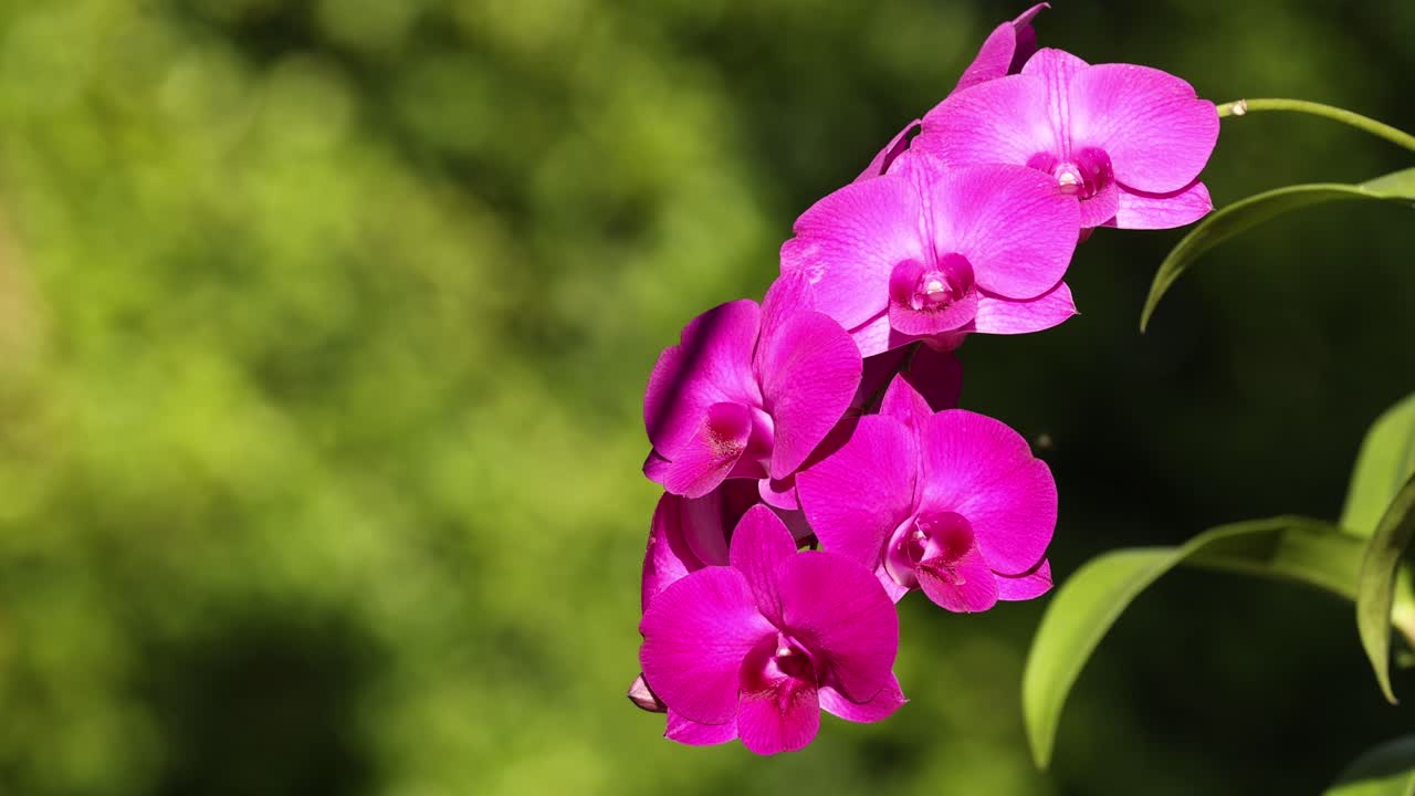 보라색 오키디가 바람에 약간 흔들리고 있습니다.