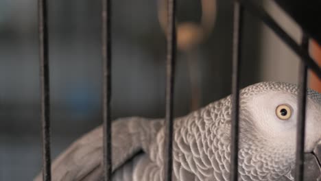 loro gris en una jaula