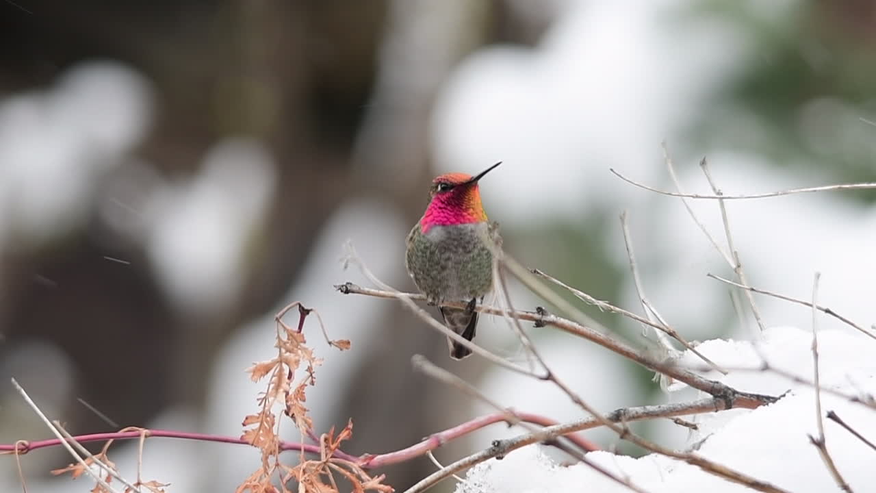 A hummingbird in the snow changes color