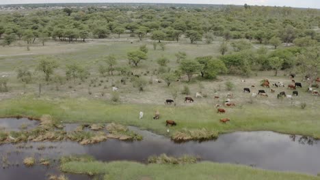 livestock and cattle cows graze in namibia, africa