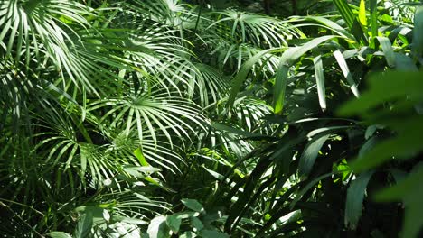 plantas tropicales en un jardín exuberante