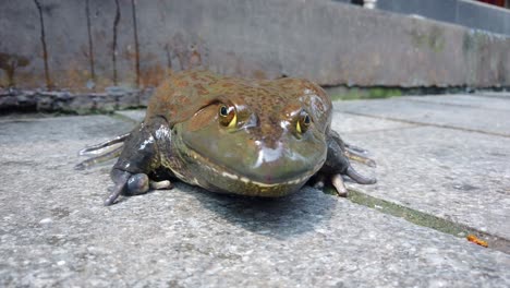 gigantic chinese toad frog on the street pavement in town in china