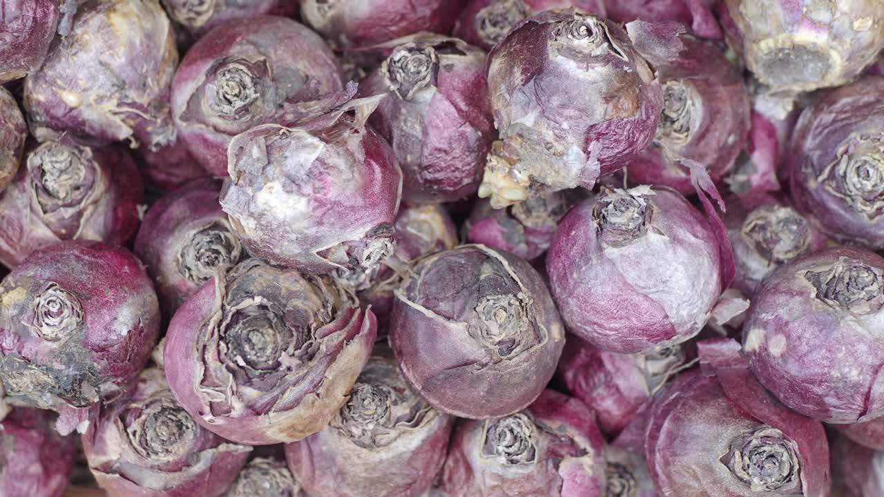 Tampilan Dekat Banyak Umbi Bunga Hyacinth Ungu