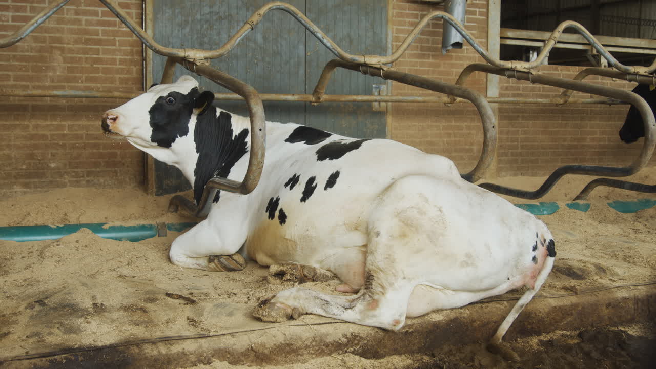 암소가 헛간에 누워 쉬고 있다