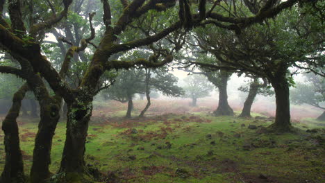 fairy forest wood of fanal madeira rainy fog mist cloudy horror moss