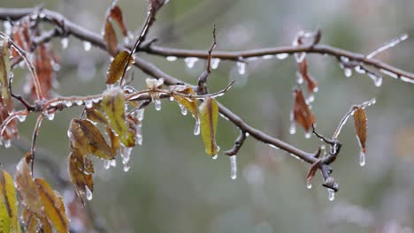 Blätter-Und-Äste-Des-Baumes-Erfroren-Beim-Ersten-Morgenfrost-Im-Spätherbst.