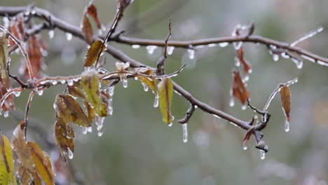 leaves and branches of the tree froze during the first morning frost in late autumn.