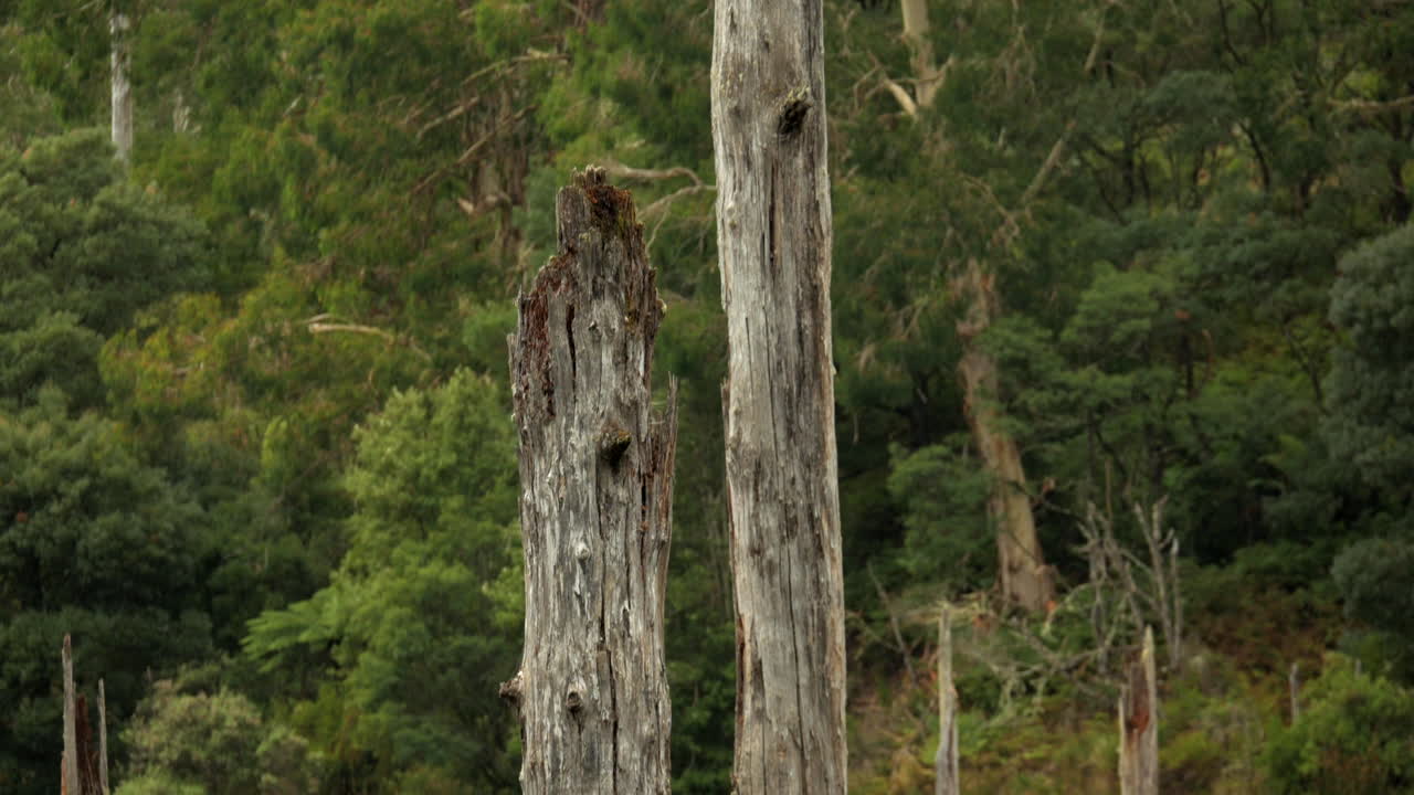 오트 웨이 산맥 열대 우림 국립 공원, 빅토리아 호주에 위치한 아름다운 호수 엘리자베스